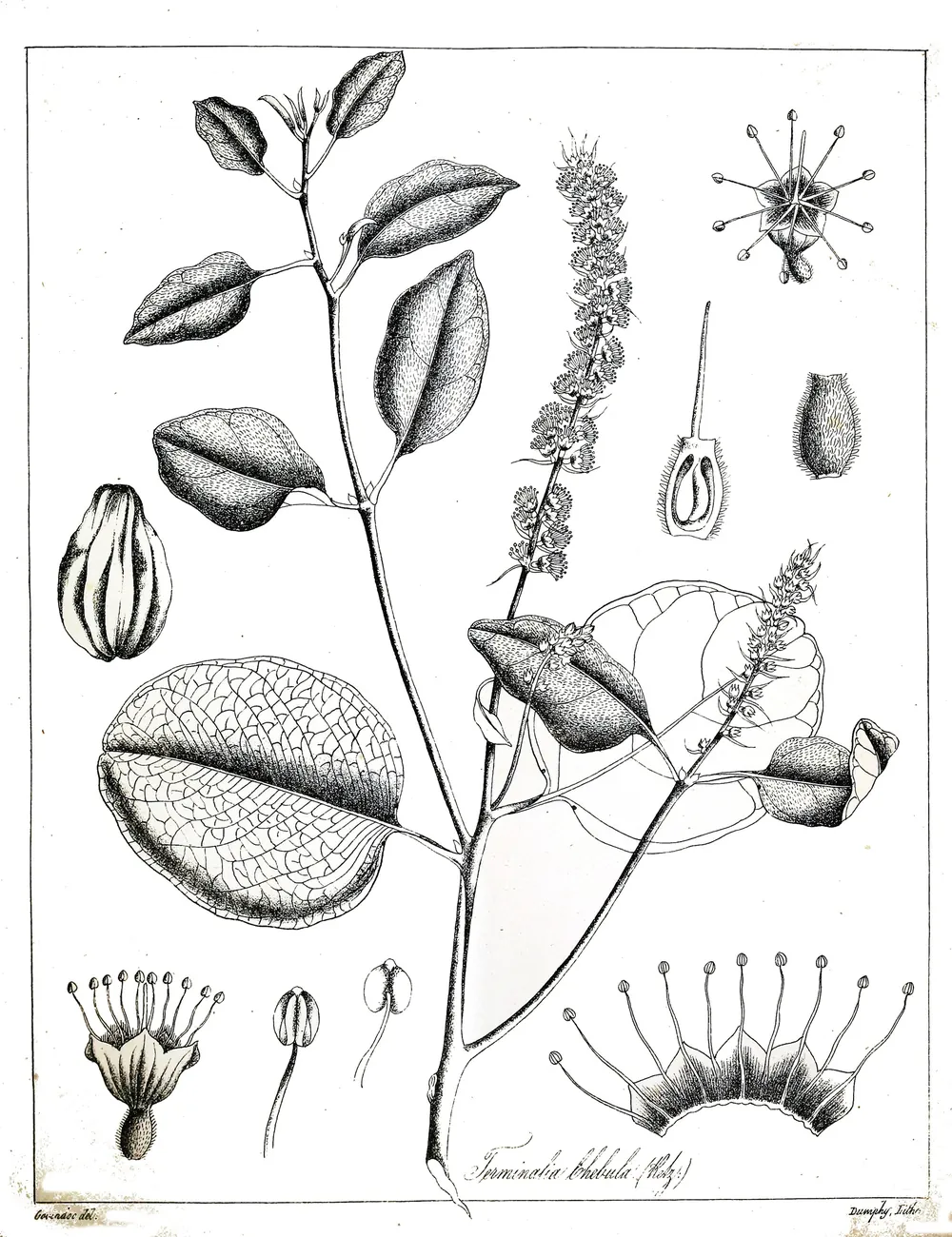 Engraved botanical plate of Terminalia chebula, haritaki, with fruit and flowers.