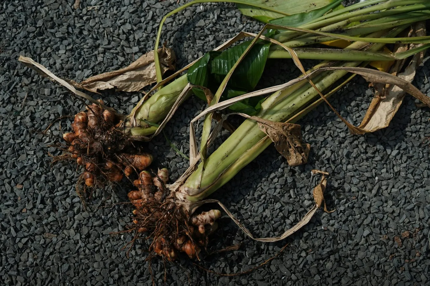 Freshly dug turmeric roots on dark soil